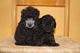 CANICHE TOY 005